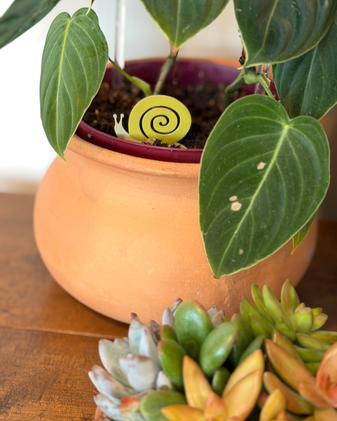 Snail Plick