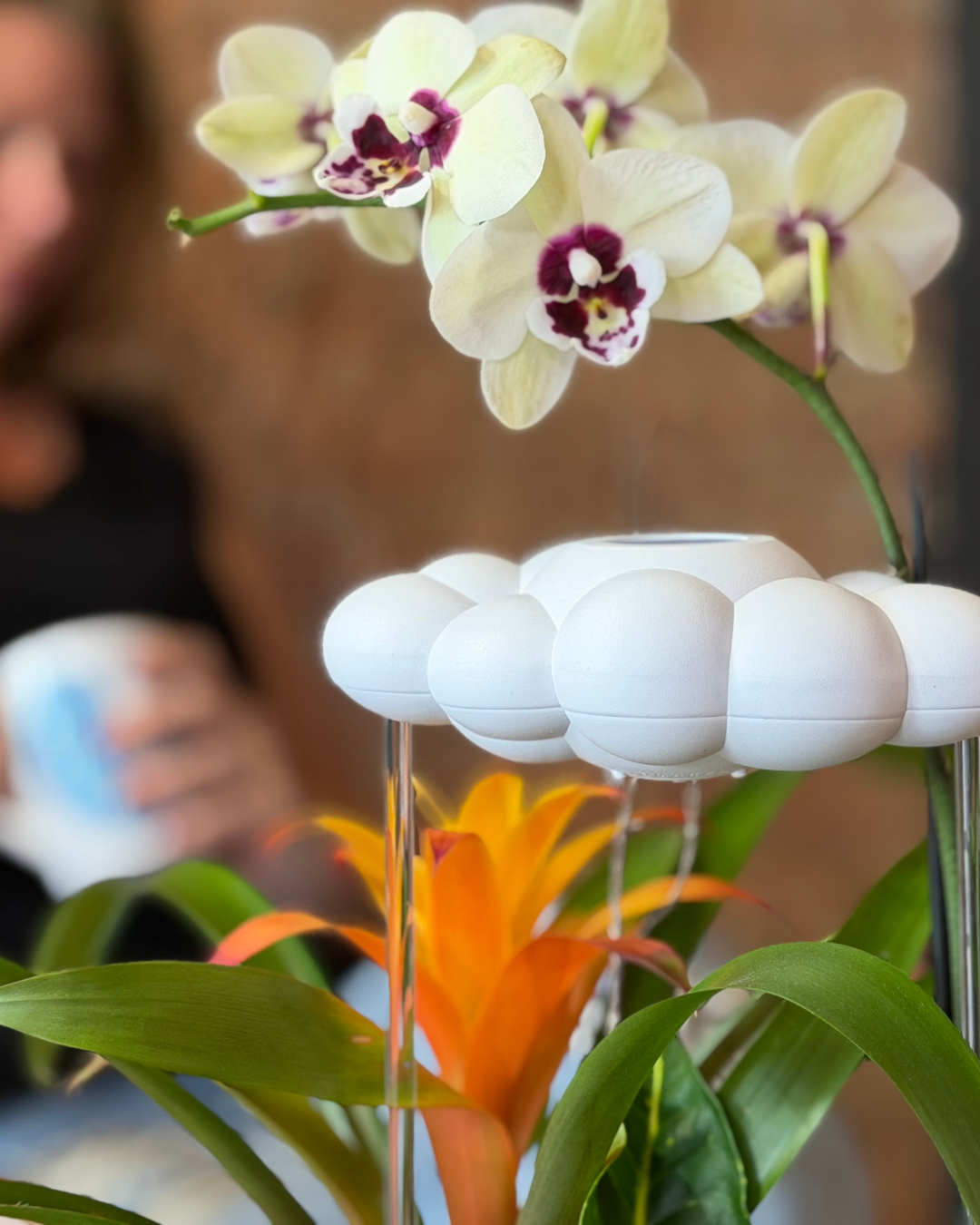 White orchids with purple centers and green leaves with original dripping rain cloud