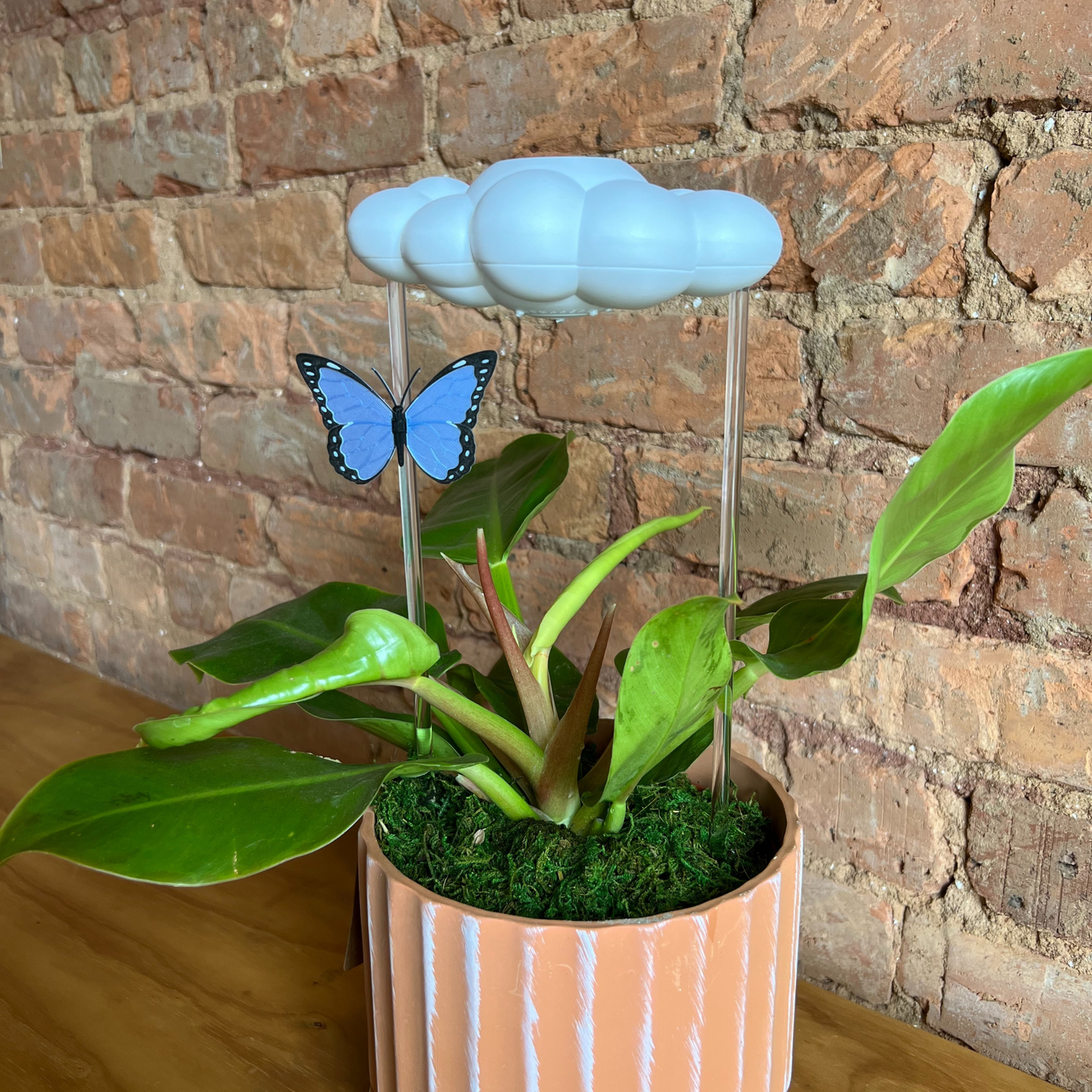 Original dripping rain cloud for plants by THE CLOUD MAKERS with Blue Butterfly charm