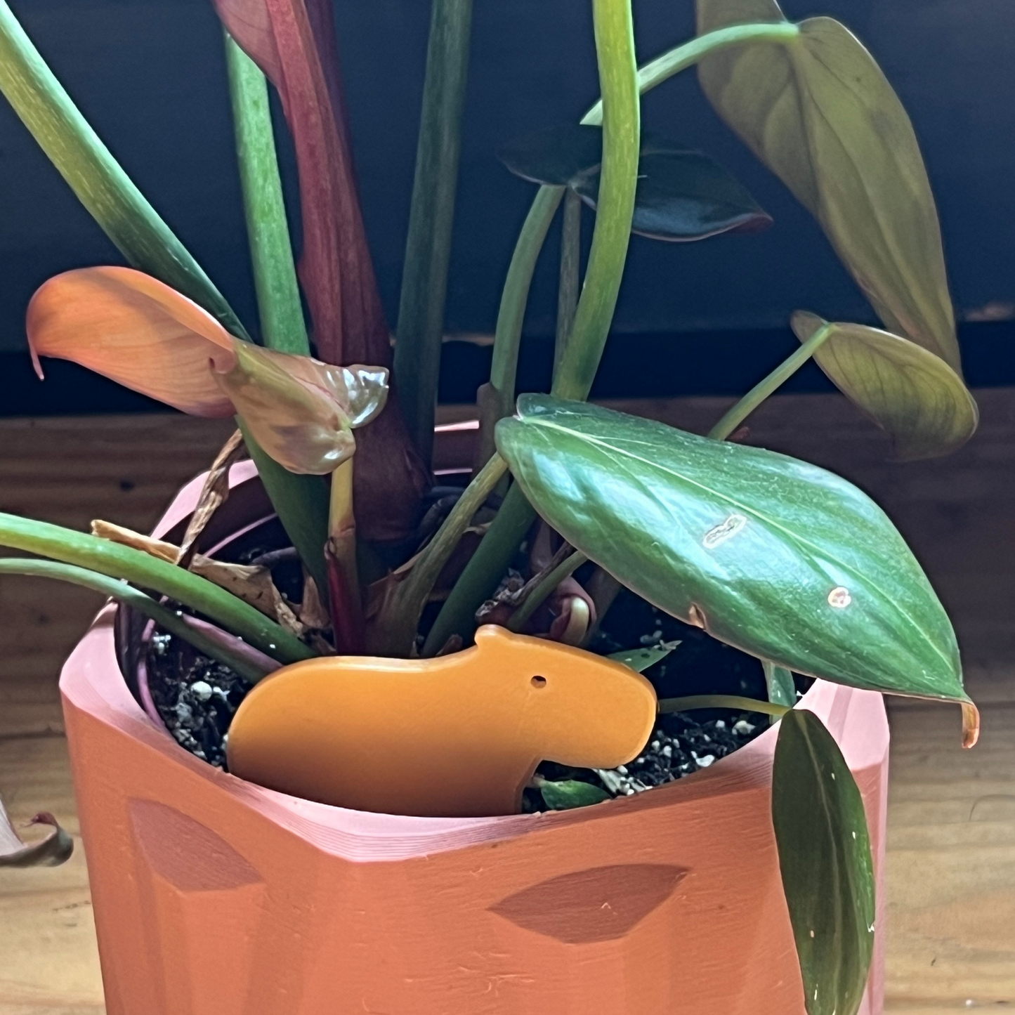Small potted plant with a Capybara Plick on a wooden surface