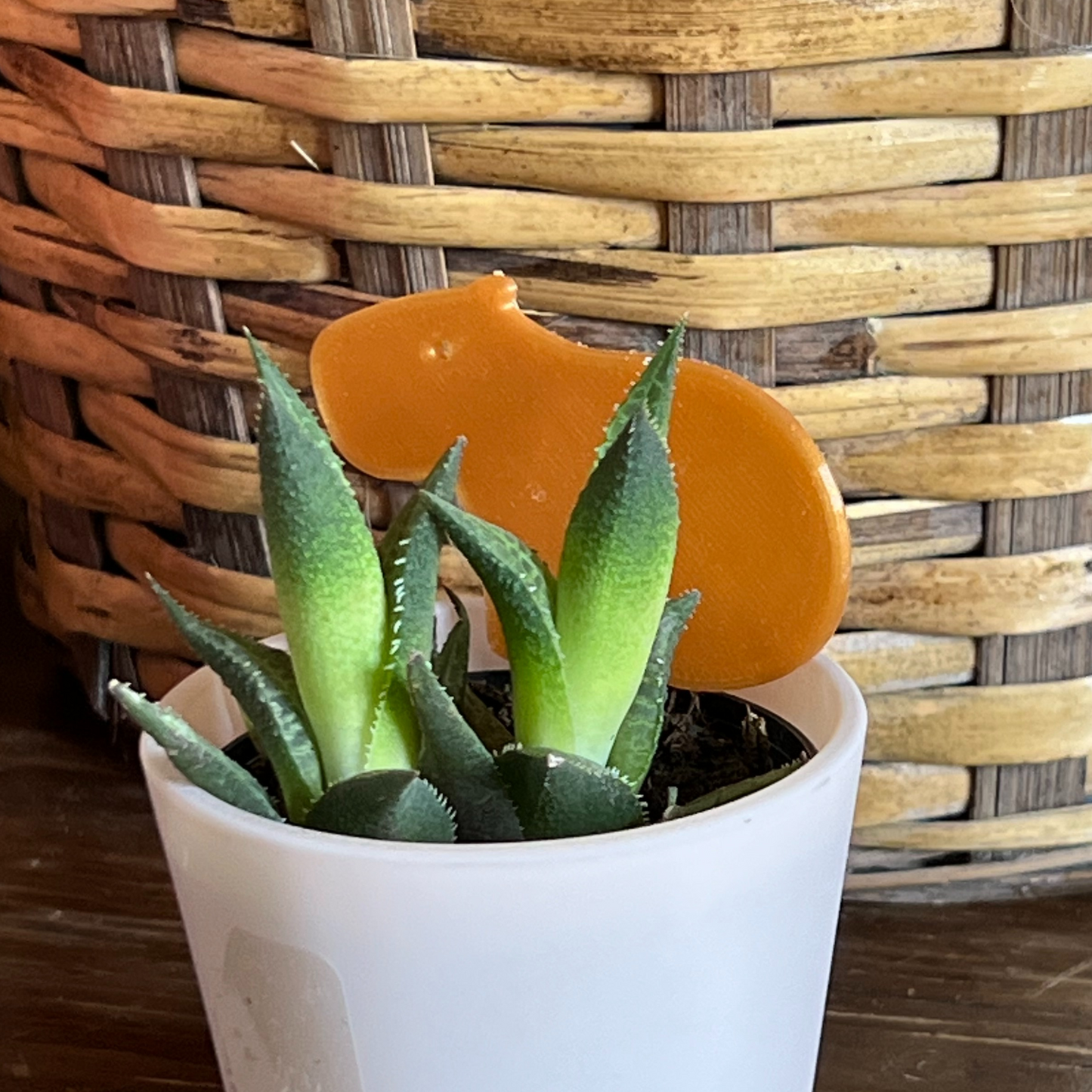 Small potted plant with a Capybara Plick on a wooden surface