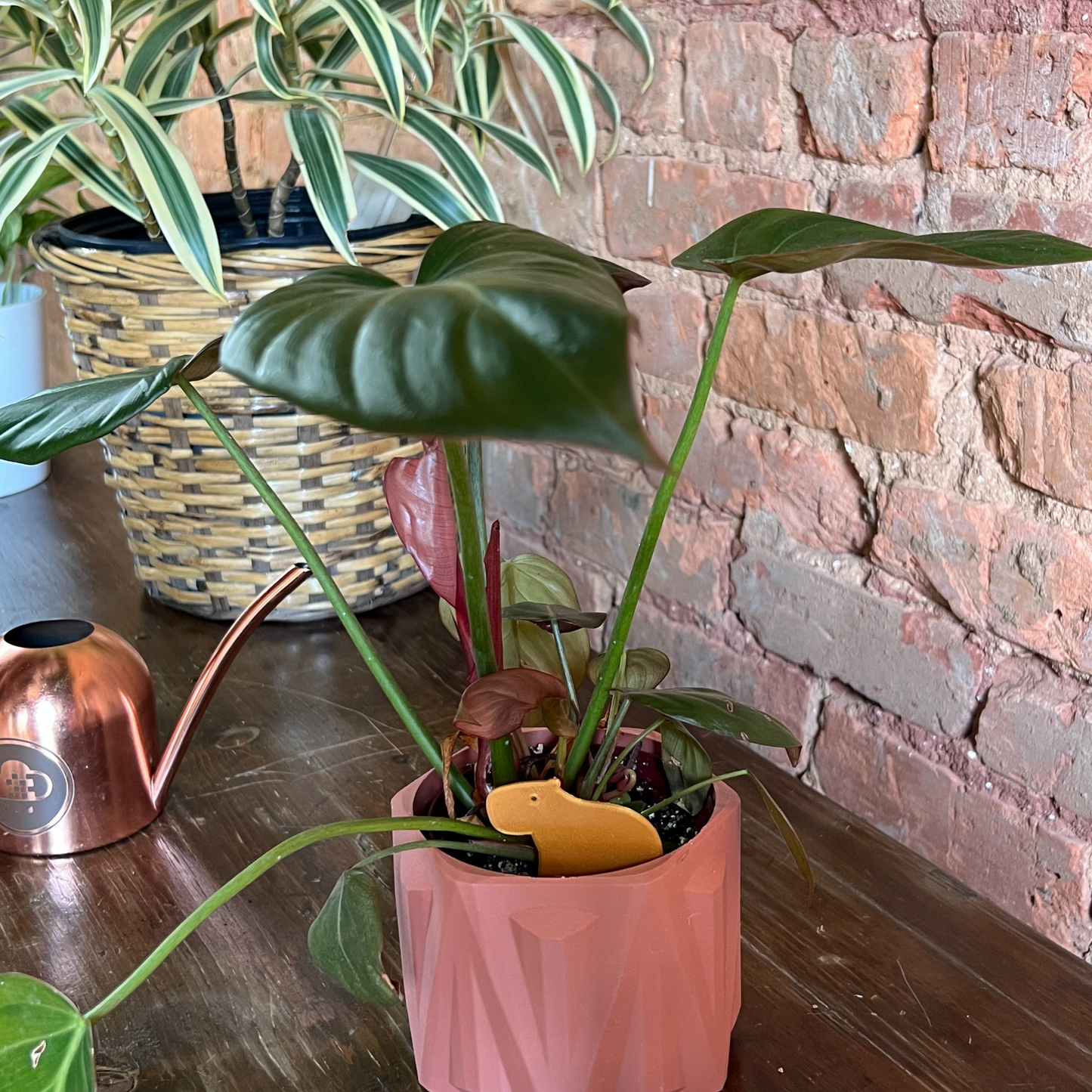 Small potted plant with a Capybara Plick on a wooden surface in front of a brick wall