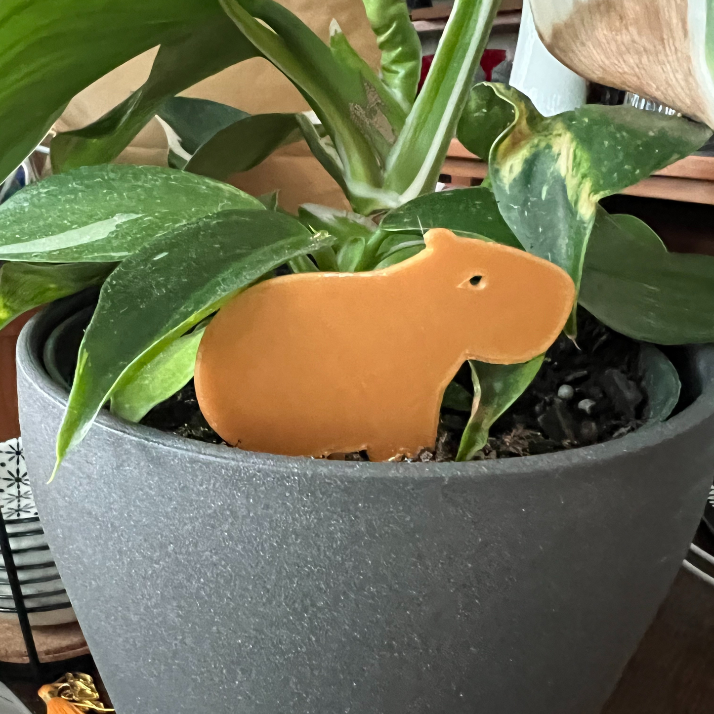 Capybara Plick