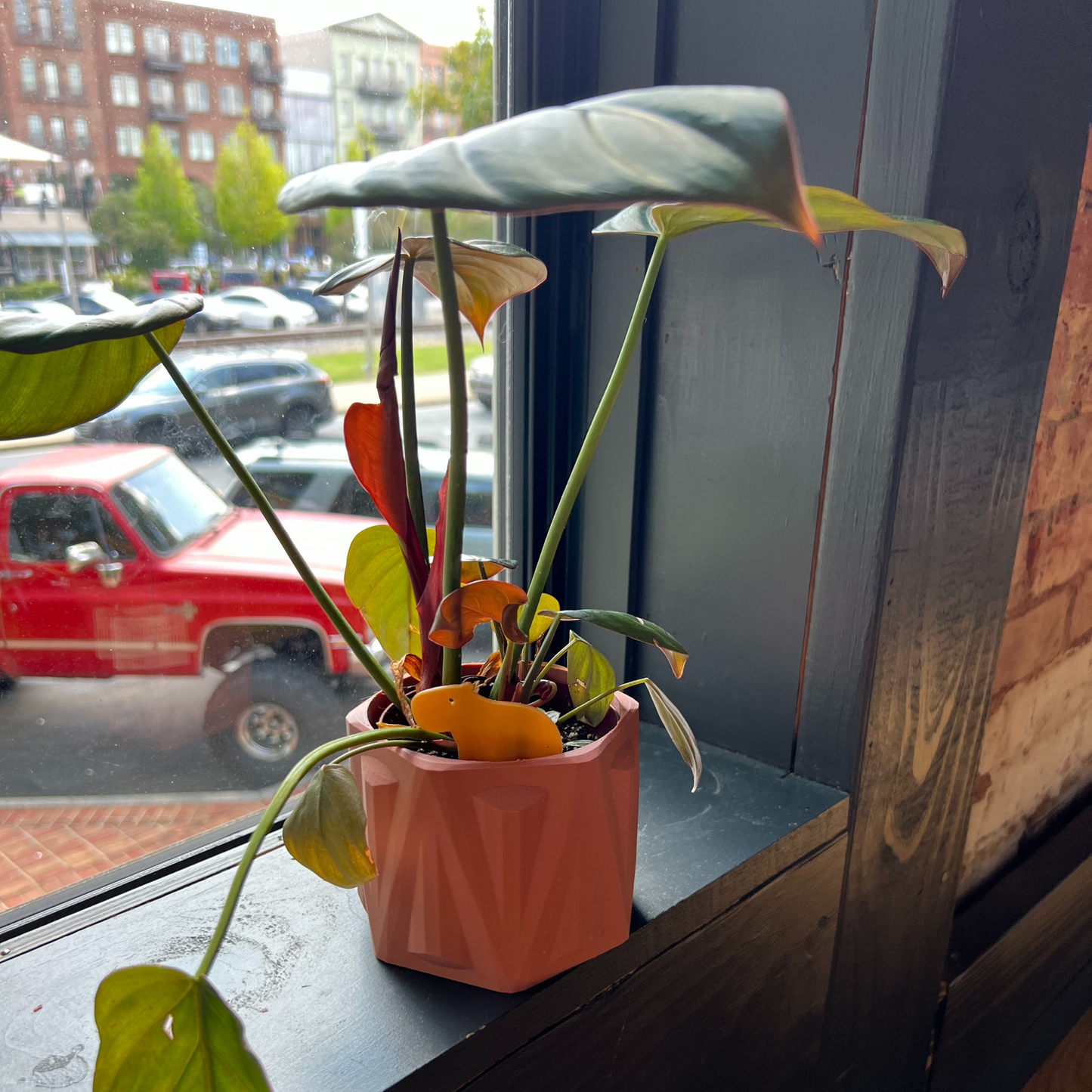 Small potted plant with a Capybara Plick in front of a window