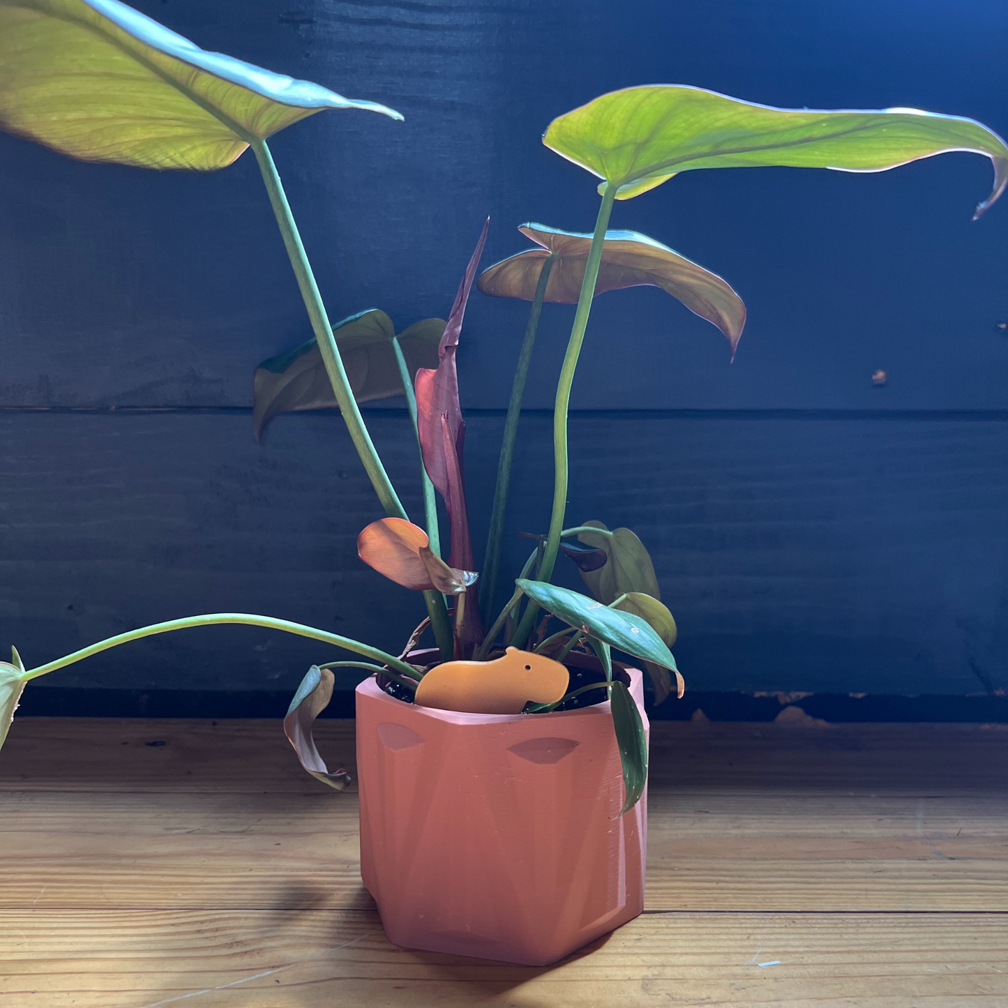 Small potted plant with a Capybara Plick on a wooden surface