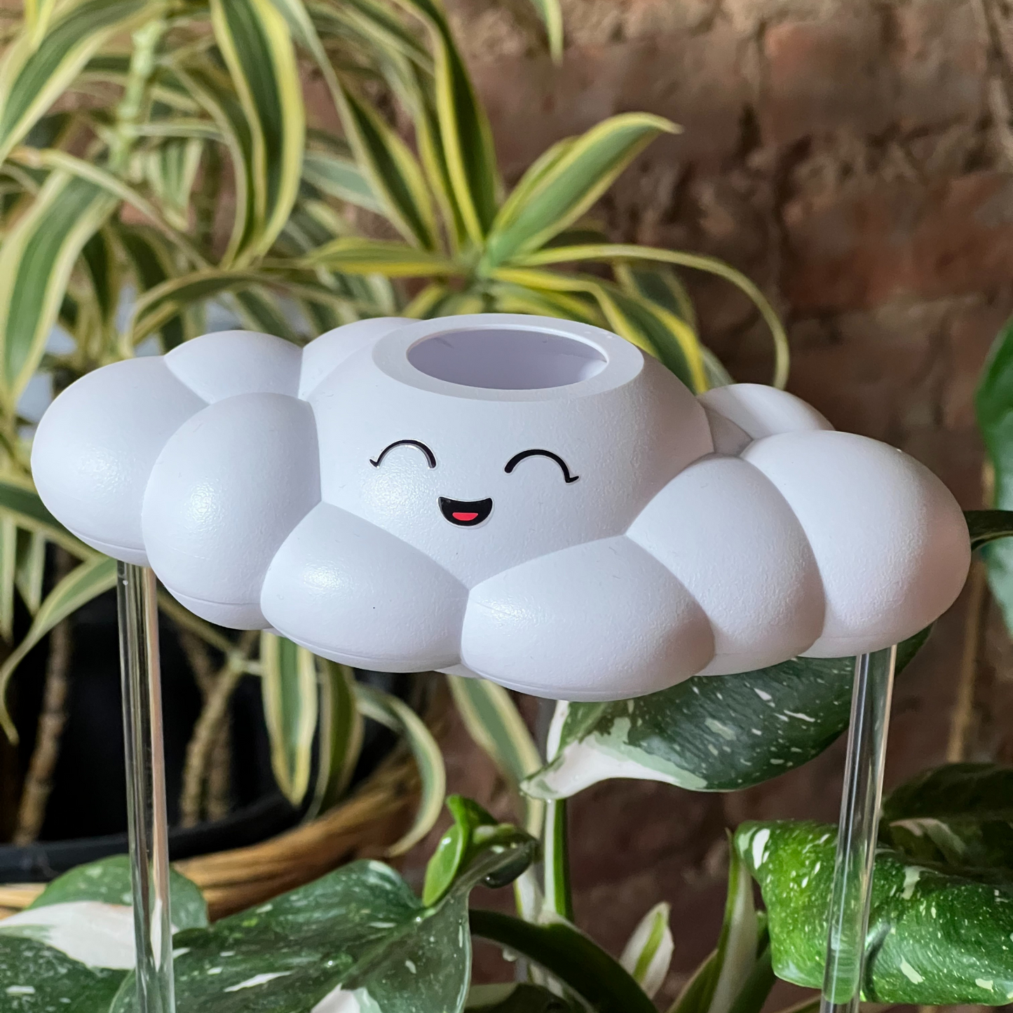 Chelsea the Cloud on a plant