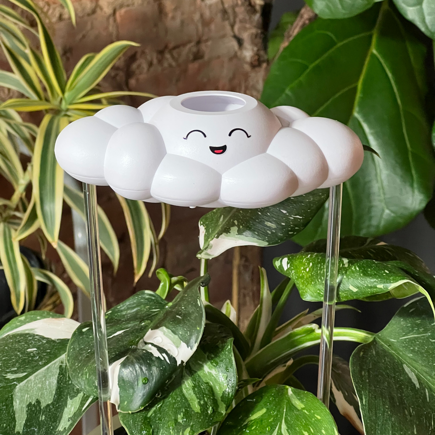 Chelsea the Cloud on a plant