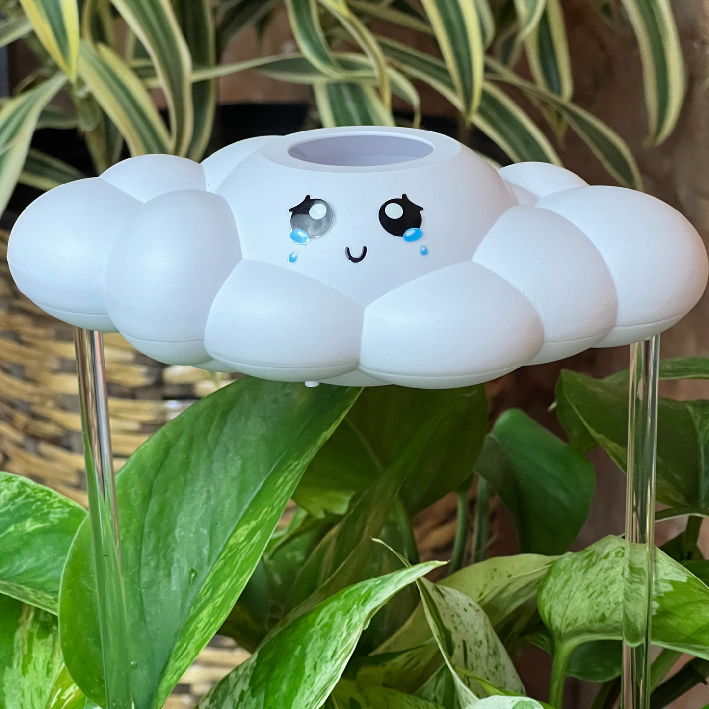 Clara the Cloud in plants
