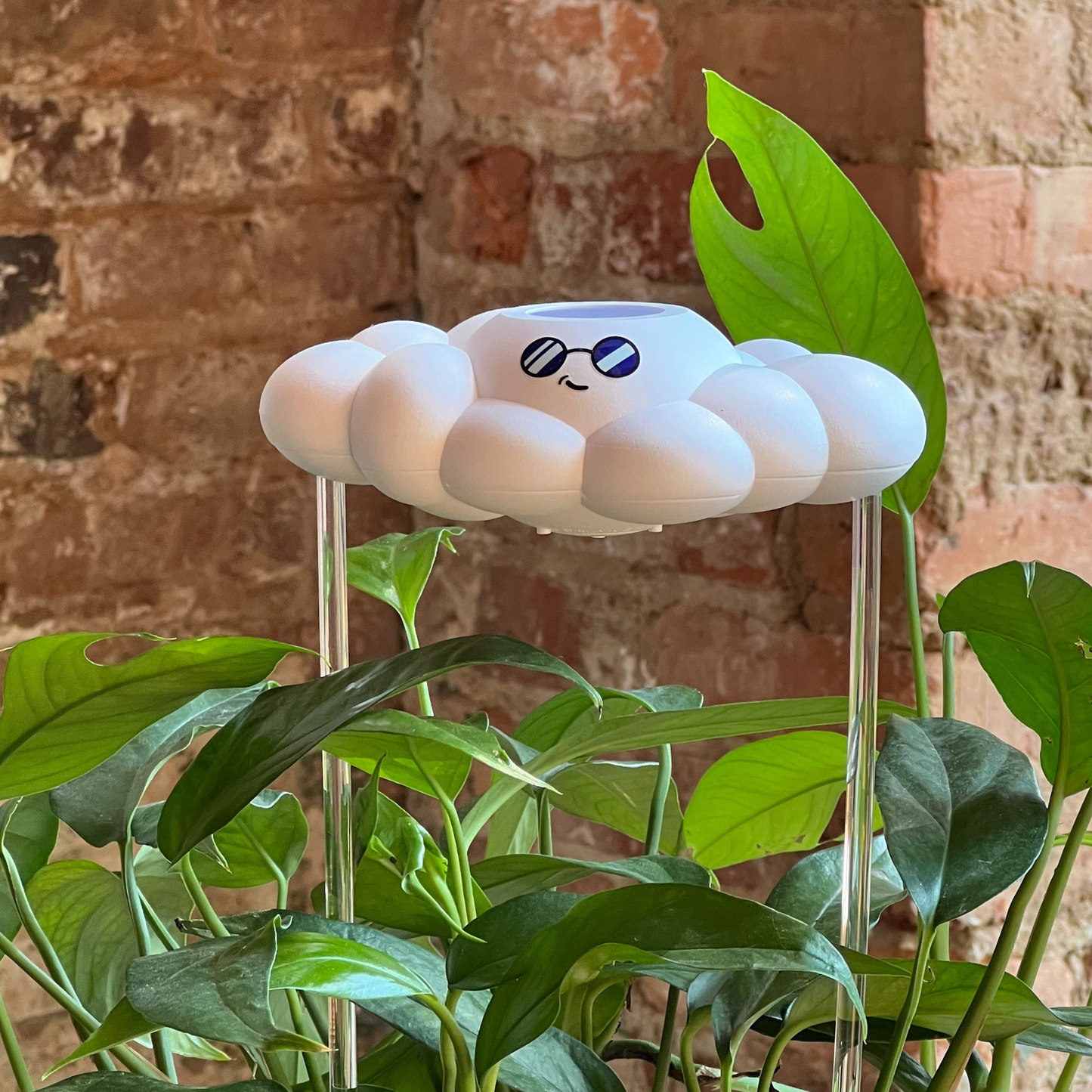 Cooper the Cloud on top of a plant against a brick wall.