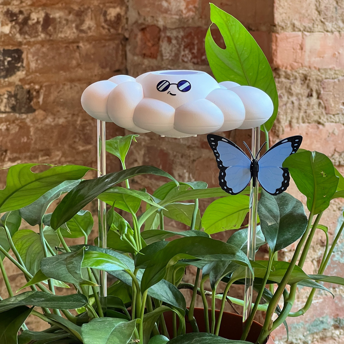 Cooper the Cloud with Blue Butterfly Charm on a plant against a brick wall.