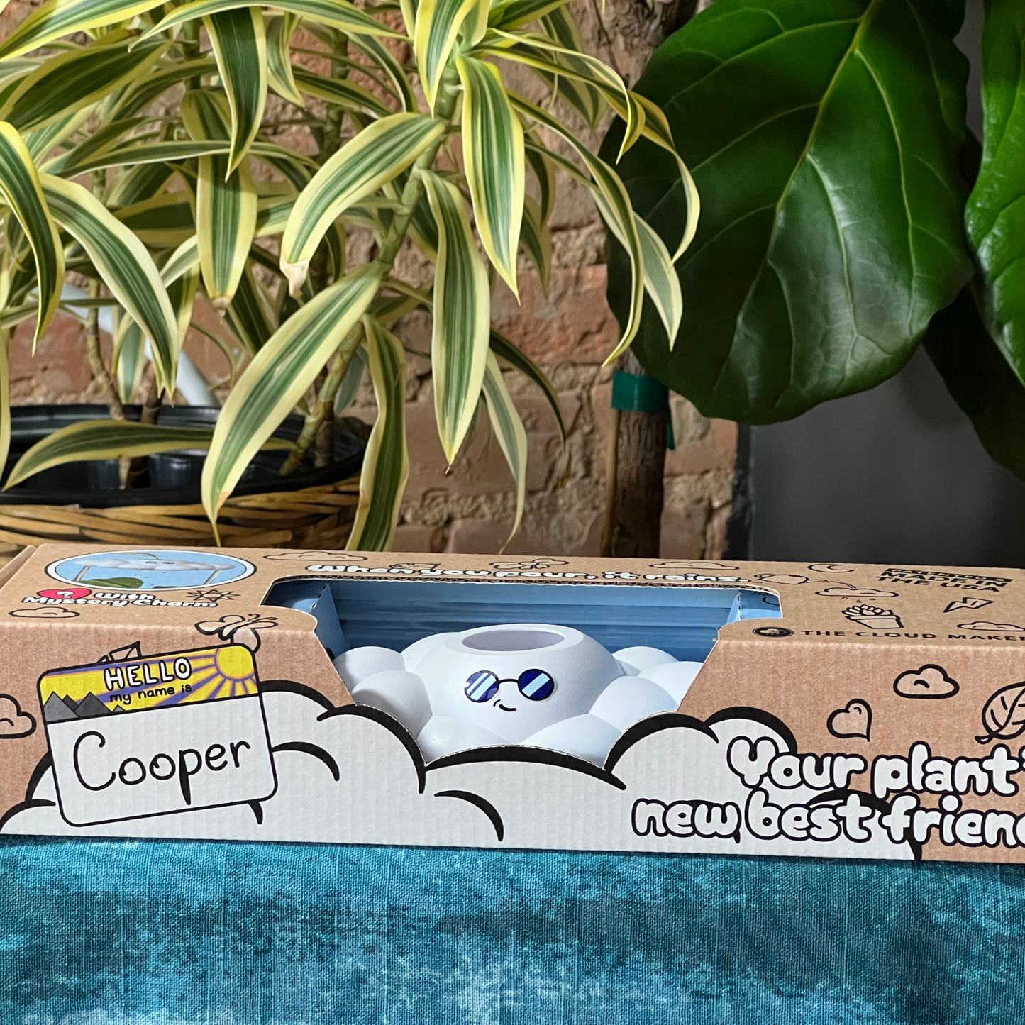 Cooper the Cloud series 001 in box, set against a background of green plants.