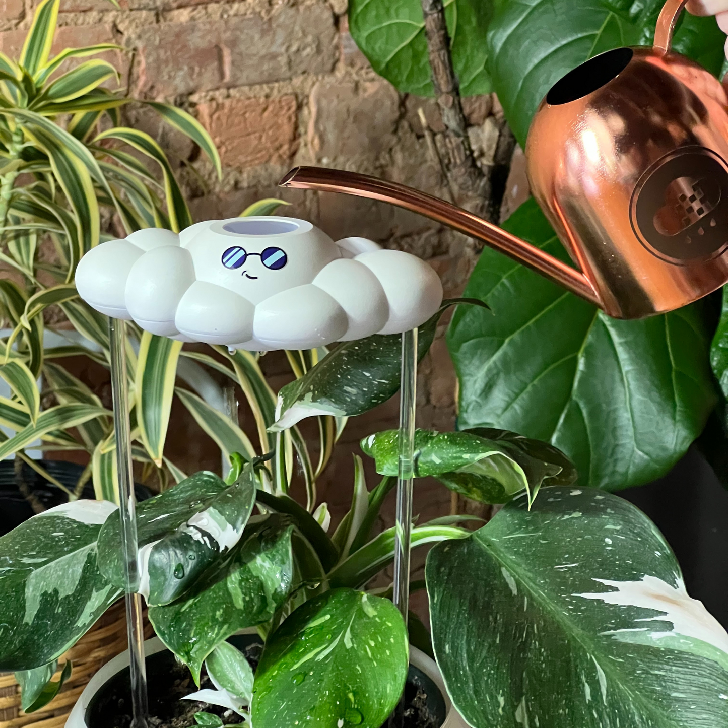Cooper the Cloud among potted plants