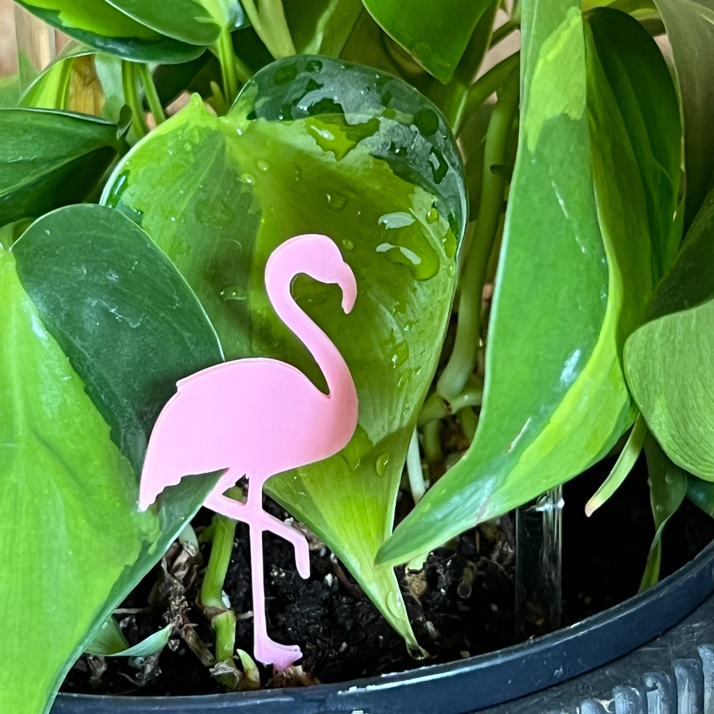 potted plant with a Flamingo Plick