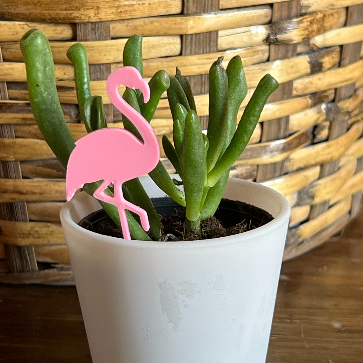 Small potted plant with a Flamingo Plick on a wooden surface