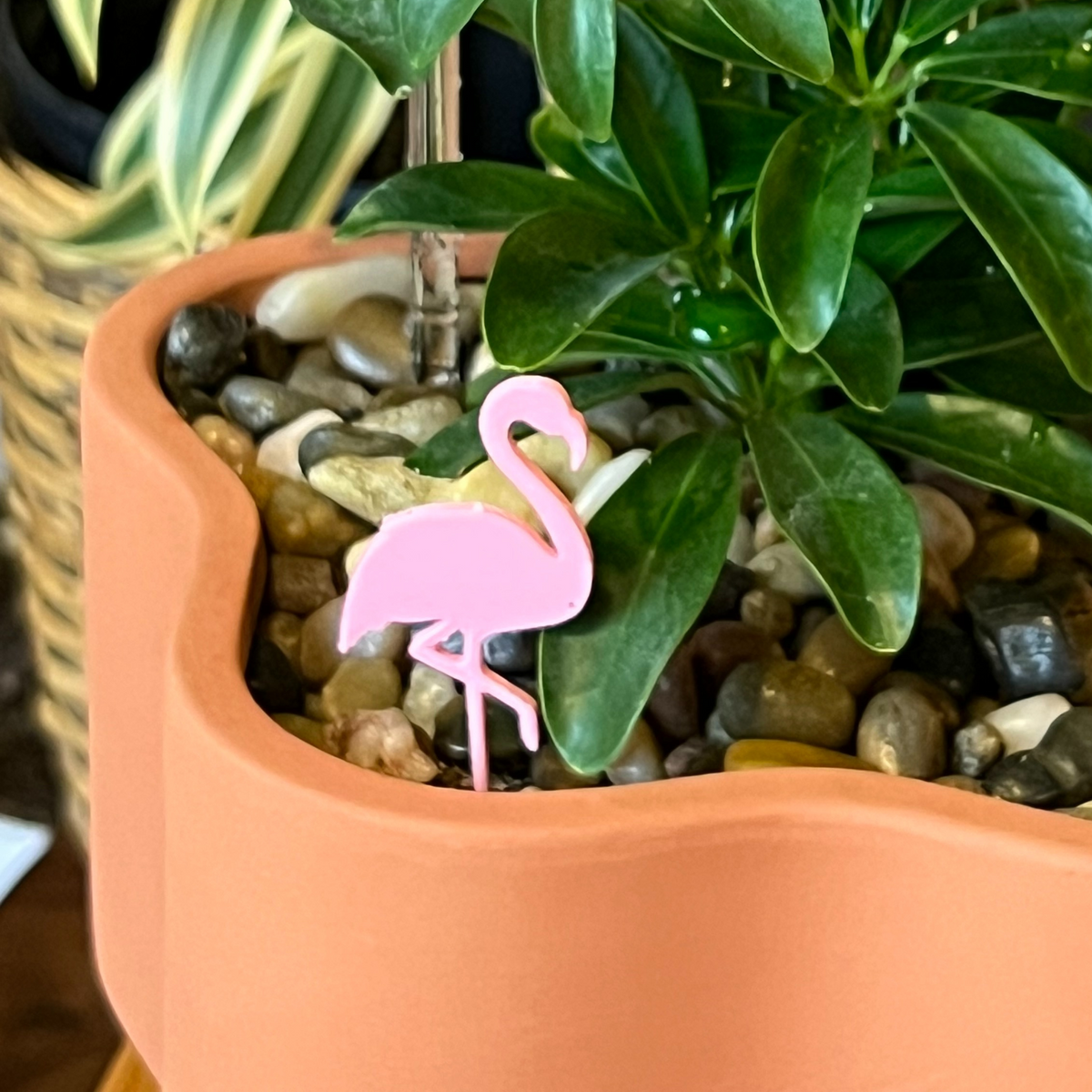 Flamingo Plick (5 Pack)
