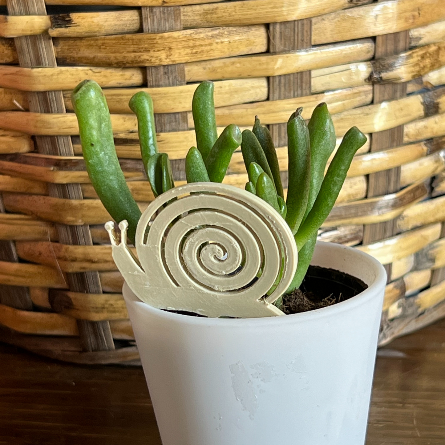 Small potted plant with a snail Plick on a wooden surface