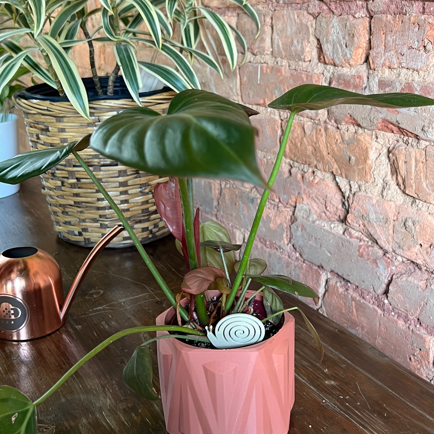 Small potted plant with a snail Plick on a wooden surface