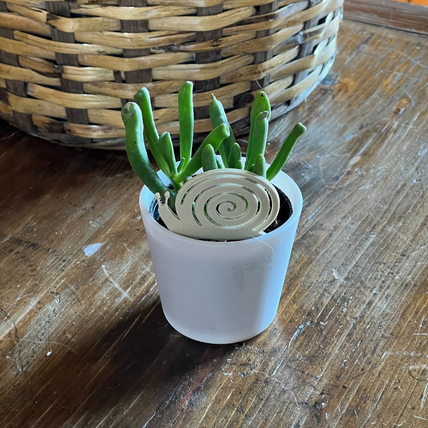 Small potted plant with a snail Plick on a wooden surface