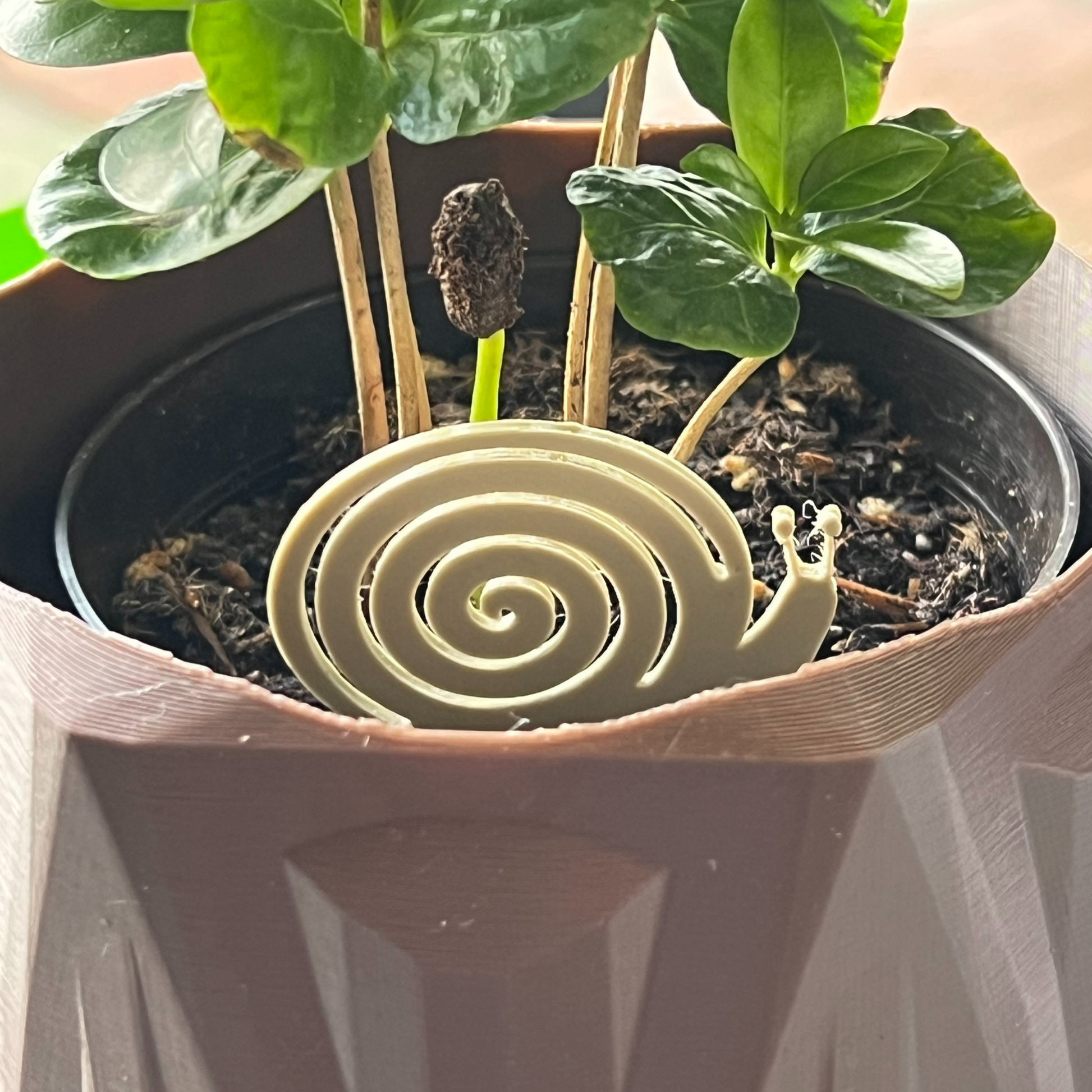 Small potted plant with a snail Plick