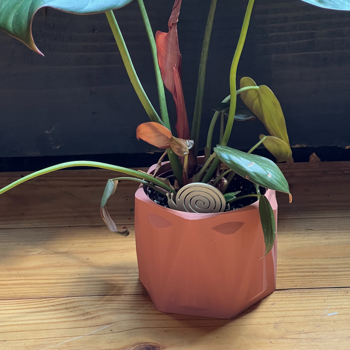 Small potted plant with a snail Plick on a wooden surface