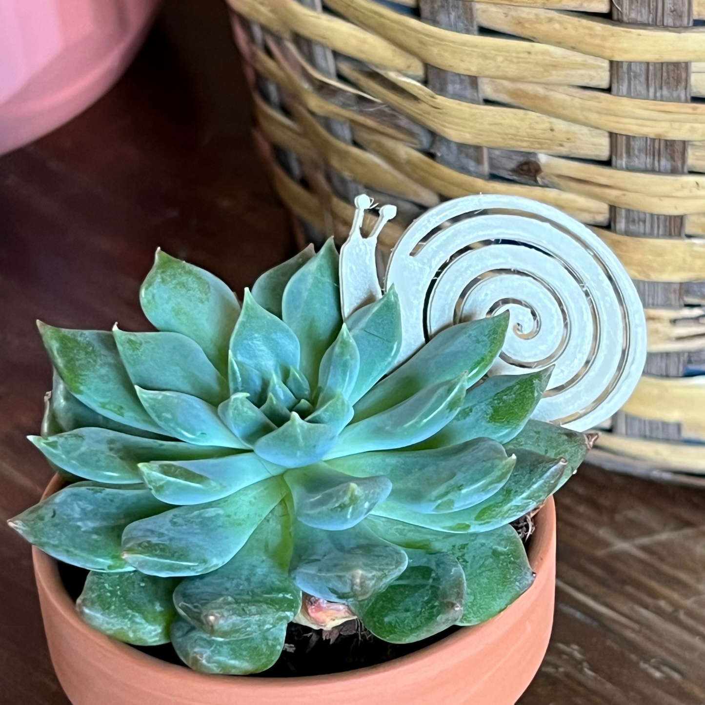 Small potted plant with a snail Plick on a wooden surface