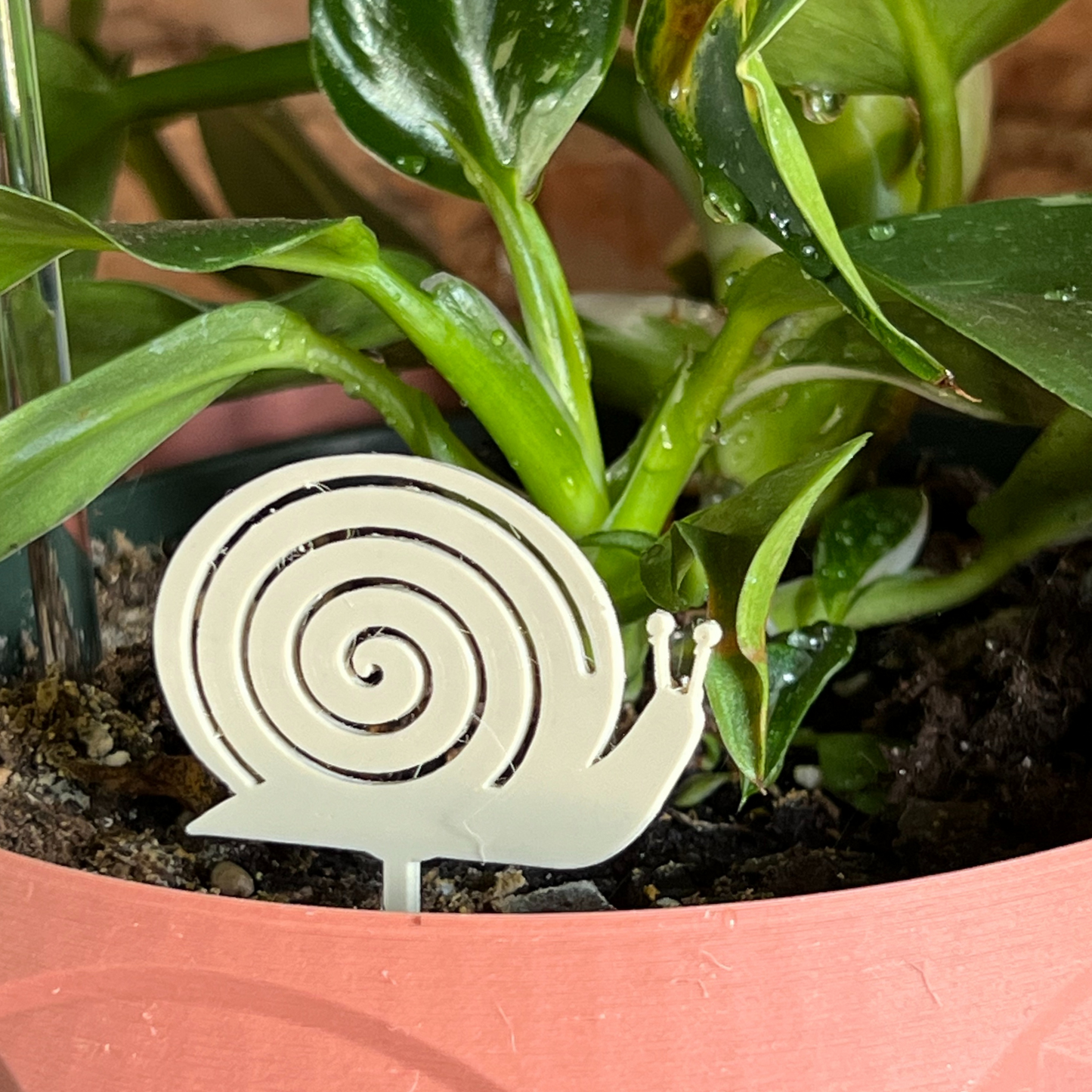 potted plant with a snail Plick