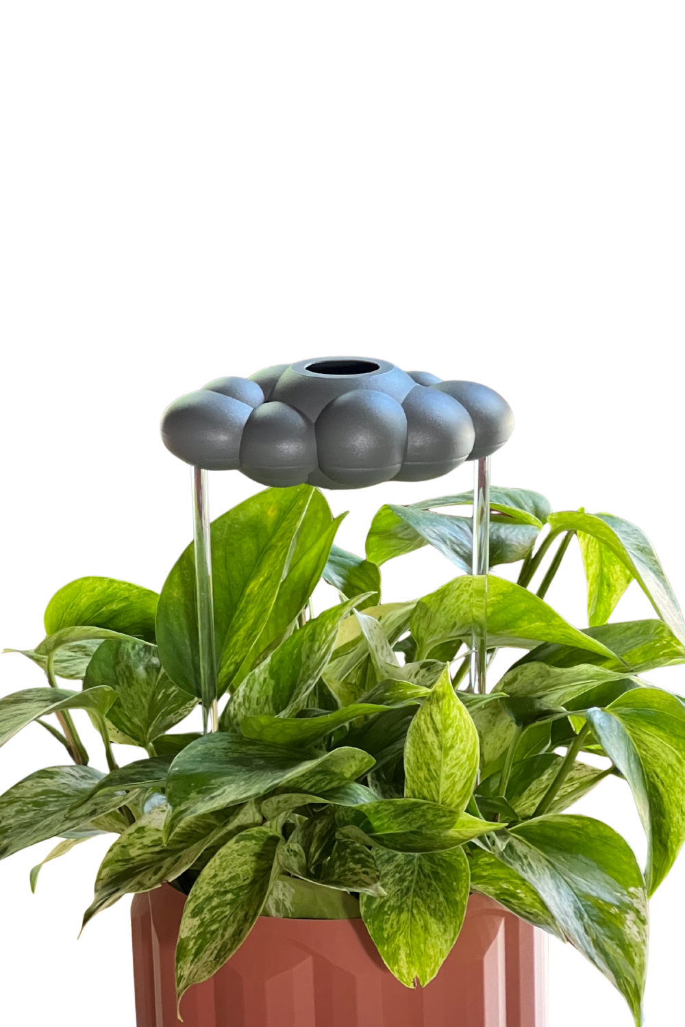 Stormy Dripping rain cloud in a green plant on a white background