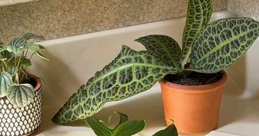 Cute Plant Watering Accessories That Work