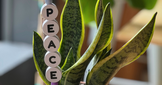 How to Build a Mindful Plant Care Routine