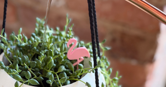 Decorative Watering Plant Accessory Guide