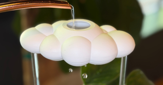 How to Water Indoor Plants Slowly