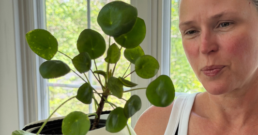 Houseplant Watering Routine for Beginners