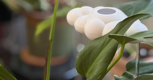 How to Make Watering Plants Easier at Home