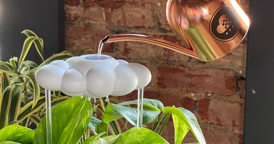 7 Watering Tools for Plant Beginners