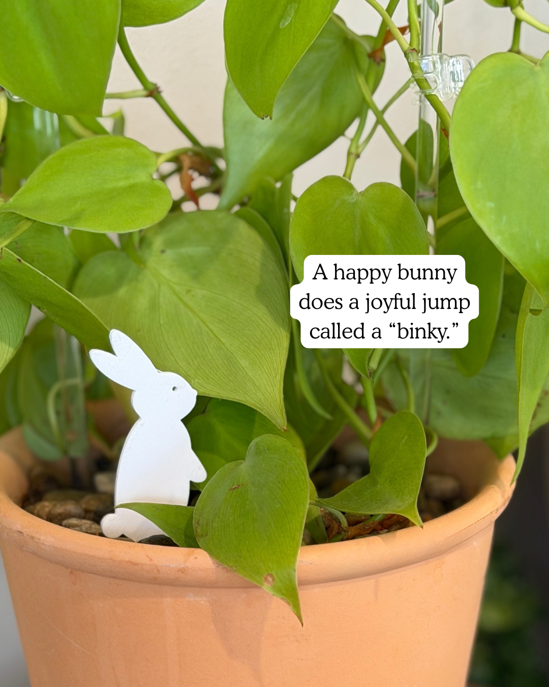 Potted plant with Bunny Plick and text overlay.