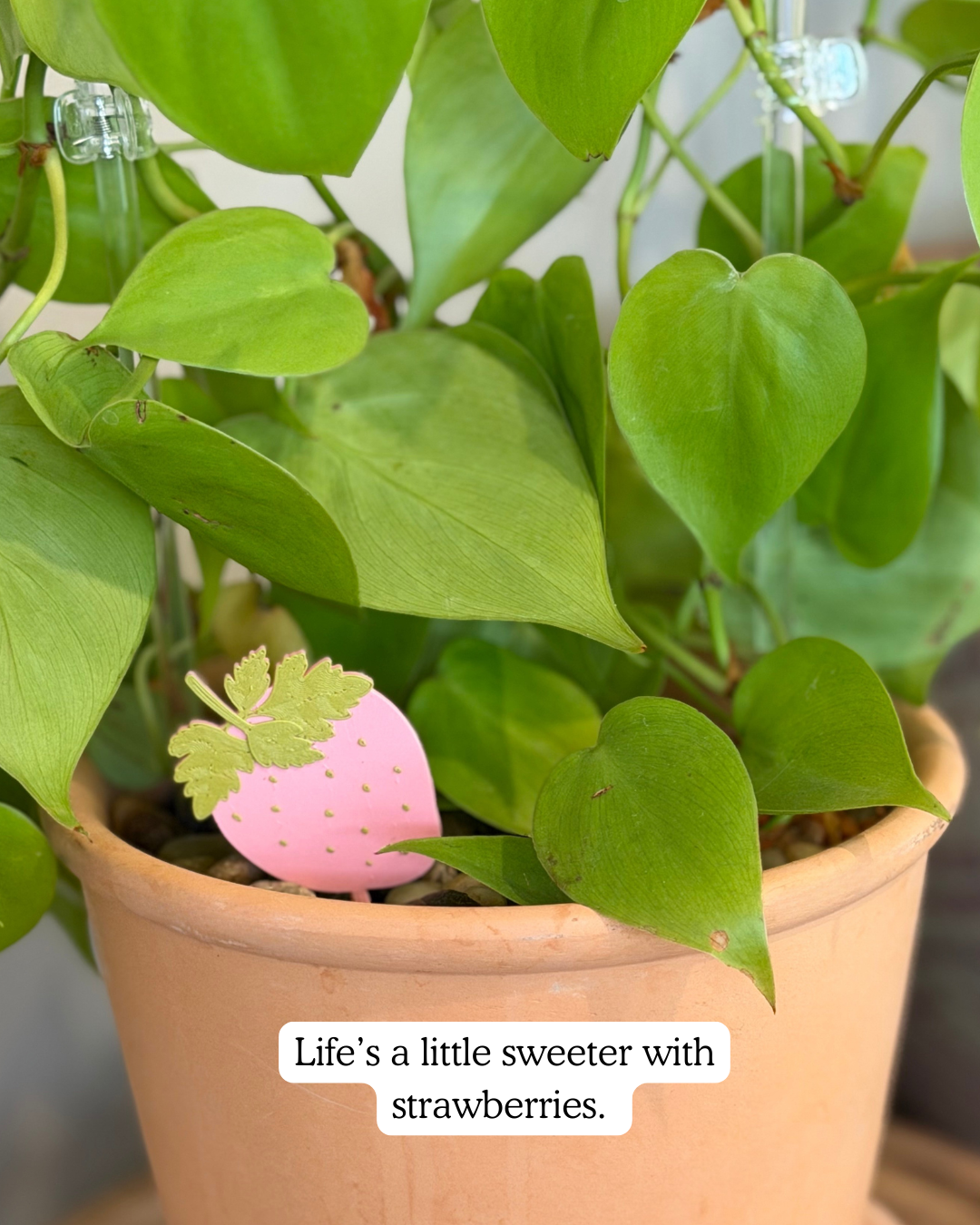 Potted plant with strawberry plick and text overlay