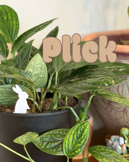 Potted plant with a Bunny Plick