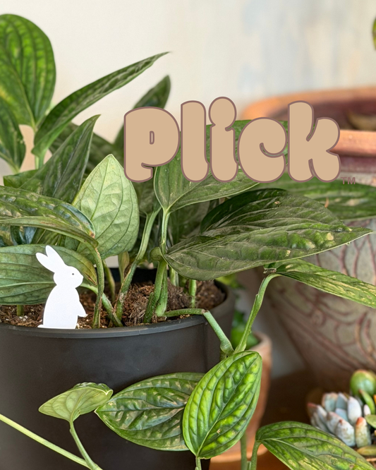 Potted plant with a Bunny Plick