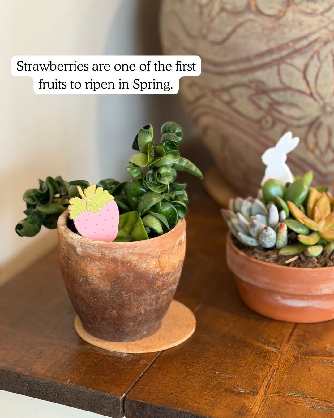 Potted plants with strawberry and bunny plicks and text overlay