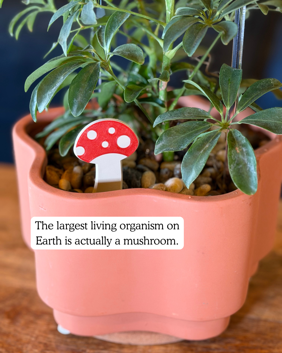 Potted plant with a mushroom plick and text about the largest living organism on Earth.