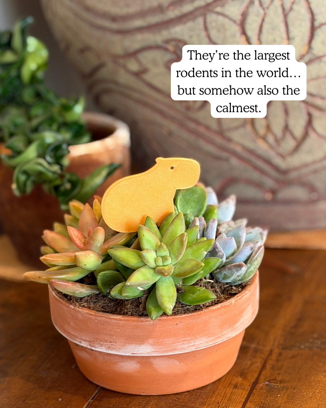 Potted succulents with Capybara Plick on top, placed on a wooden surface.