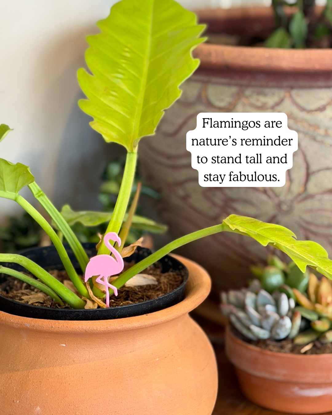 Flamingo Plick