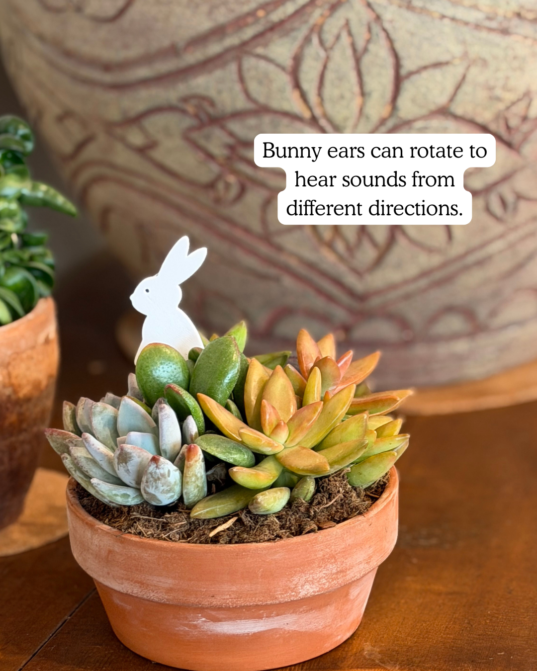 Potted succulents with a bunny Plick, placed on a wooden surface.