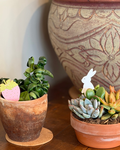 Two potted succulents with decorative elements on a wooden surface.