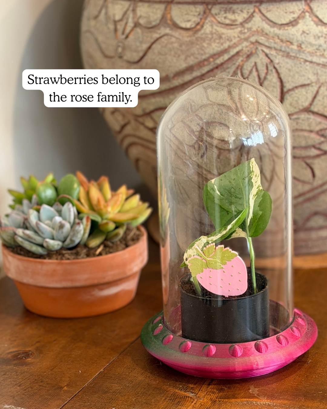 Potted plant and terrarium with strawberry plick and text overlay