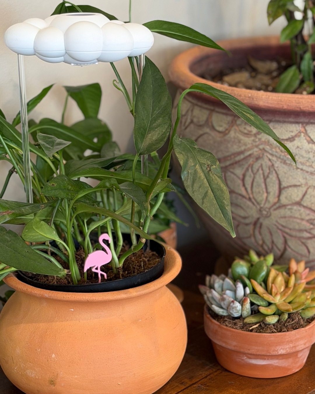 Flamingo Plick