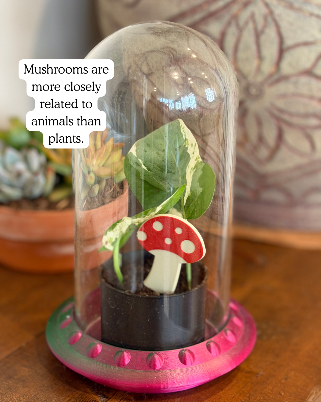 Small potted plant under a glass dome with a mushroom plick on a wooden surface.