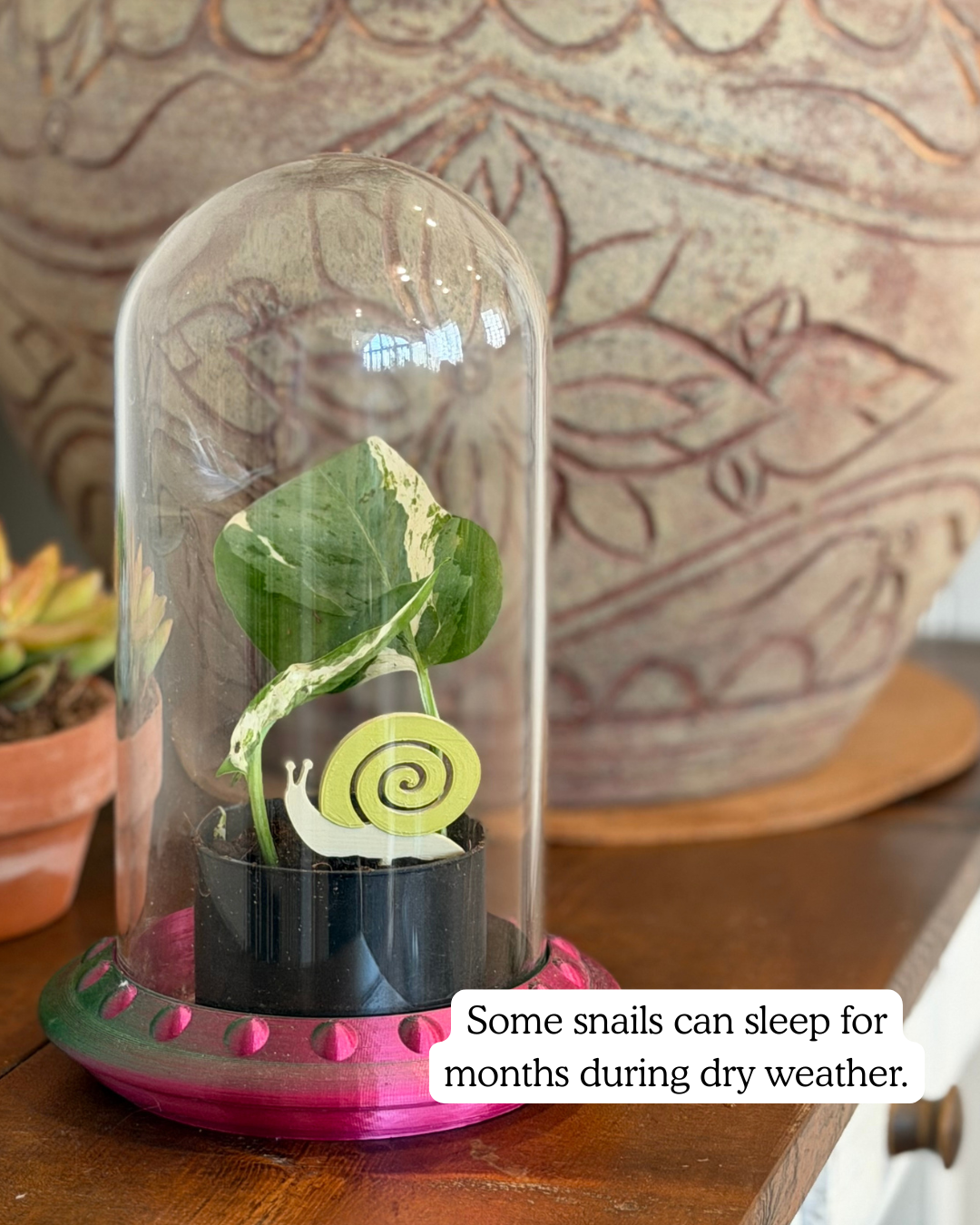 Snail plick in a plant inside a glass dome with text about snail dormancy.