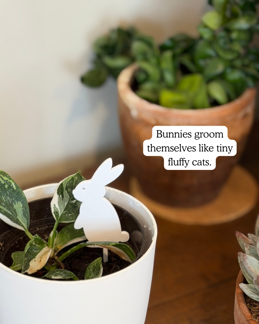 Potted plant with a bunny Plick, placed on a wooden surface.