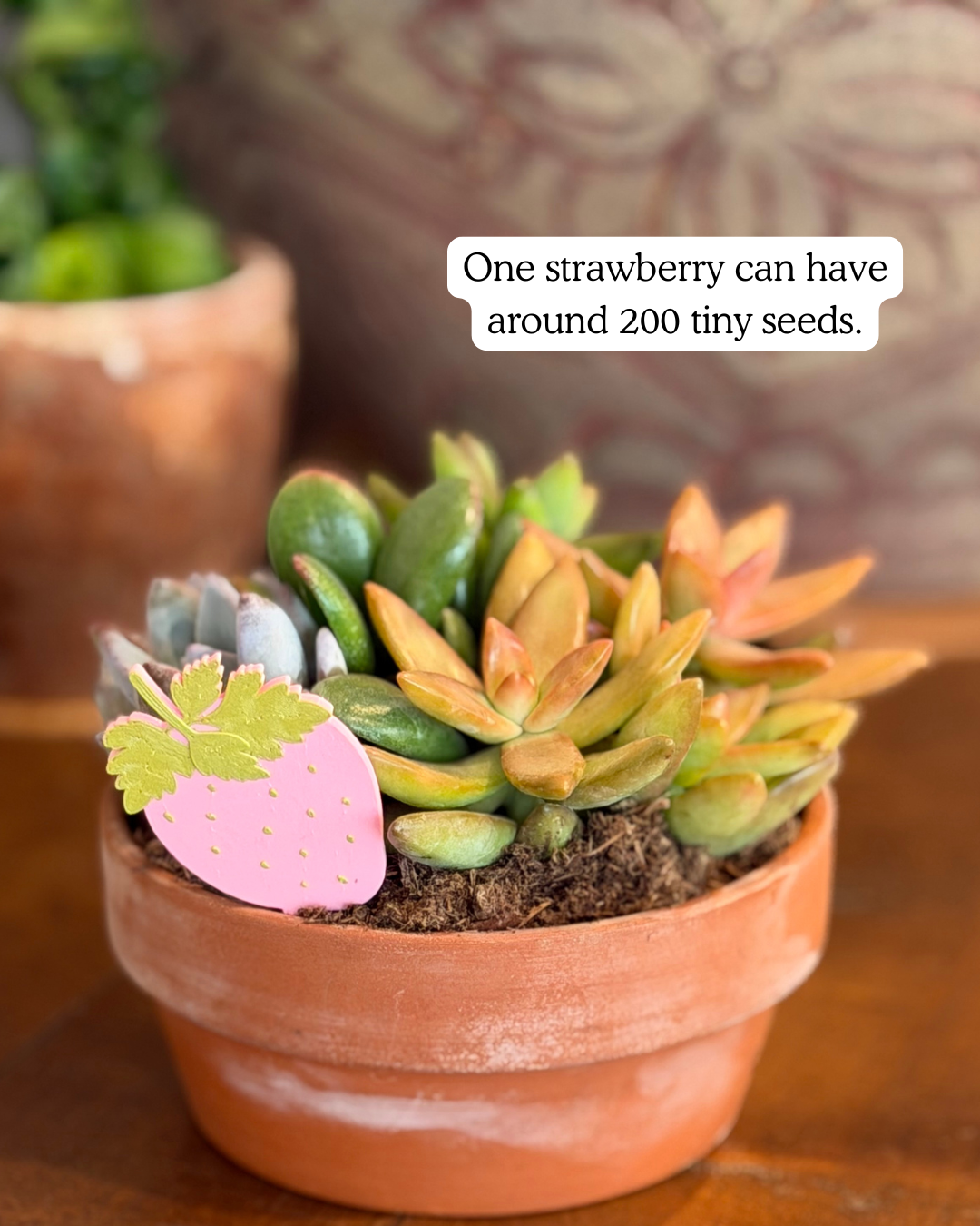 Potted plant with strawberry plick and text overlay